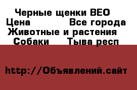 Черные щенки ВЕО › Цена ­ 5 000 - Все города Животные и растения » Собаки   . Тыва респ.